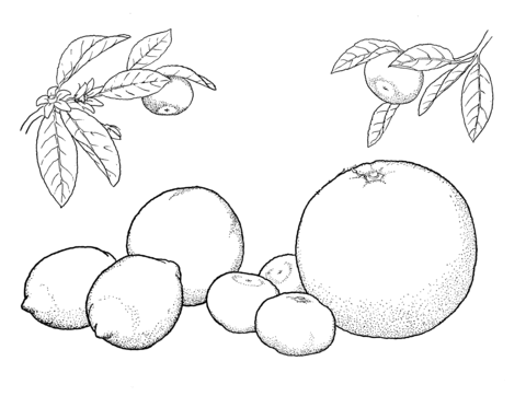 Oranges And Lemons  Coloring Page